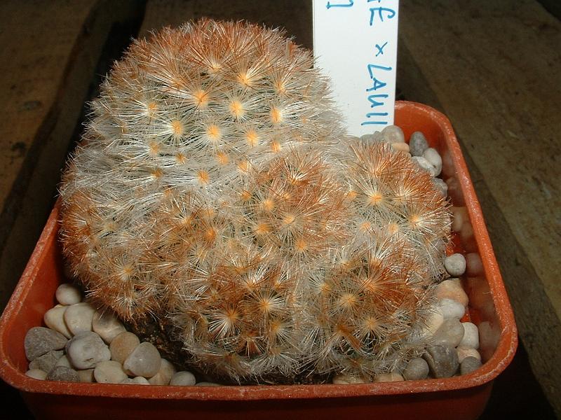 orange spined carmenae x lauii..JPG